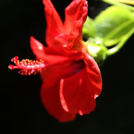 Gardens Downtown Center Chania Elpida Villa Εξωτερικό φωτογραφία